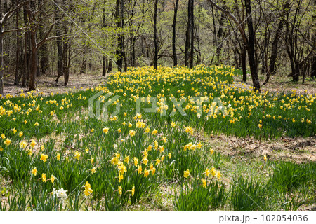 榛名湖周辺の水仙 榛名湖周辺の水仙 102054036