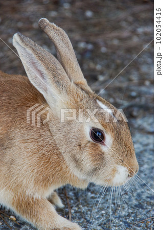 大久野島のウサギ 102054416