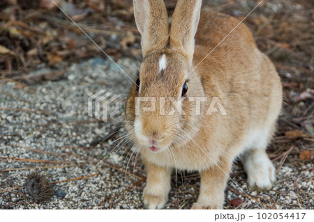 大久野島のウサギ 大久野島のウサギ 102054417