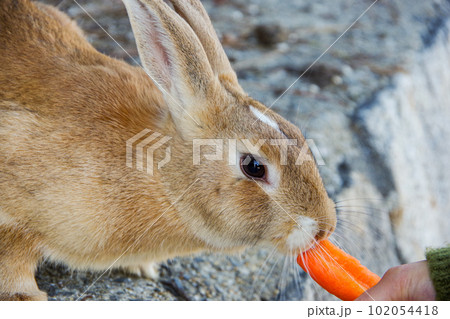 大久野島のウサギ 102054418