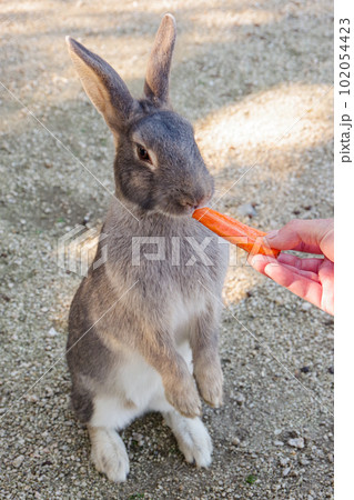 大久野島のウサギ 102054423
