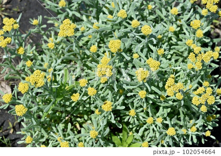 ハハコグサの花 102054664