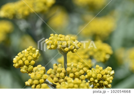 ハハコグサの花 102054668
