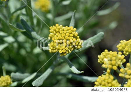 ハハコグサの花 102054673