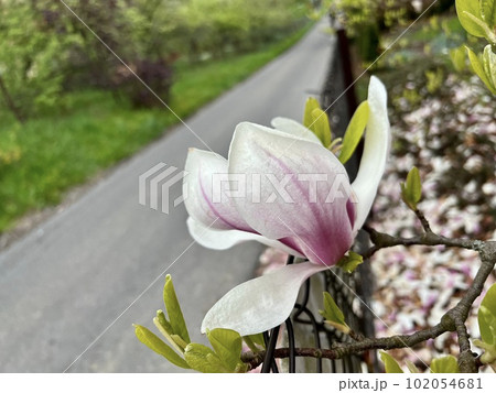 Magnolia flower blossom in spring garden. Magnolia tree blossom Magnolia flower blossom in spring garden. Magnolia tree blossom 102054681