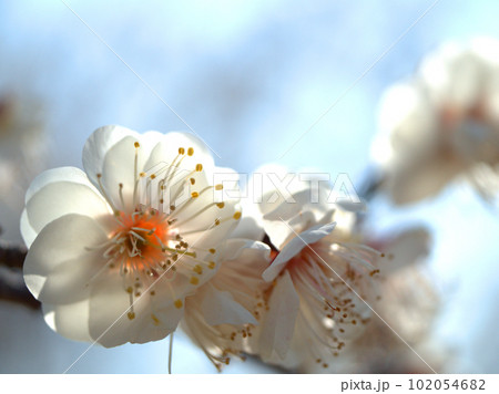 3月に咲いた白い梅の花「白難波(シロナンバ)」 3月に咲いた白い梅の花「白難波(シロナンバ)」 102054682