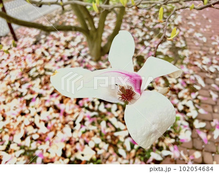 Magnolia flower blossom in spring garden. Magnolia tree blossom Magnolia flower blossom in spring garden. Magnolia tree blossom 102054684