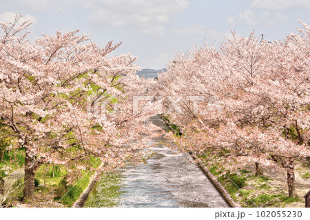 伏見桃山の水郷の桜 伏見桃山の水郷の桜 102055230