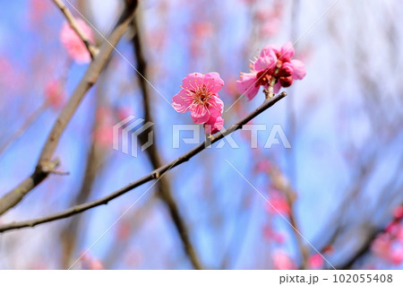 ピンクの梅の花 雛曇り ピンクの梅の花 雛曇り 102055408
