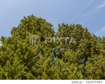 crown of a southern tree. Leaves against the sky. Nature crown of a southern tree. Leaves against the sky. Nature 102055964