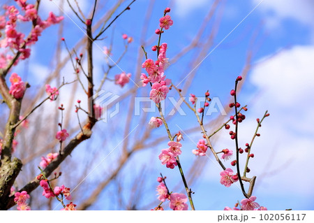 ピンクの梅の花　道知辺 102056117
