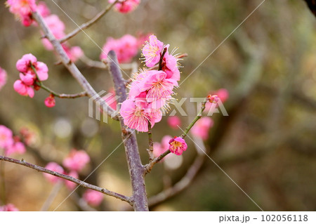 ピンクの梅の花　道知辺 102056118