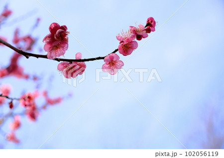 ピンクの梅の花　道知辺 102056119