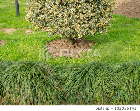 Beautiful parkland in the city. Lovely plants in the park. Tourist walk. Trees around buildings. Beautiful parkland in the city. Lovely plants in the park. Tourist walk. Trees around buildings. 102056143