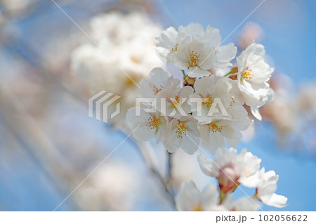 家の周りの草花　四季の色々　春に咲く近江富士の桜 102056622