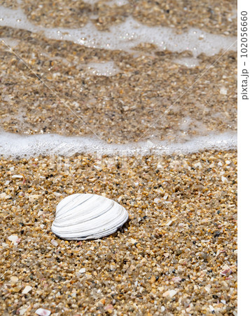 砂浜の波打ち際の貝殻。 砂浜の波打ち際の貝殻。 102056660