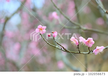 ピンクの梅の花　道知辺 102056673