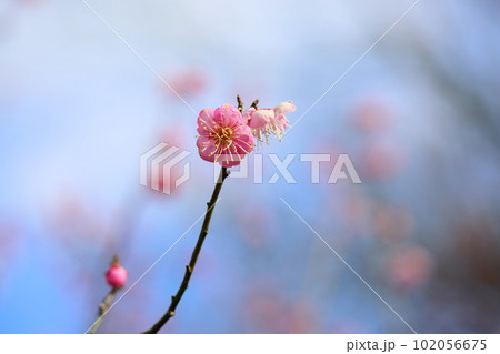 ピンクの梅の花 道知辺 ピンクの梅の花 道知辺 102056675