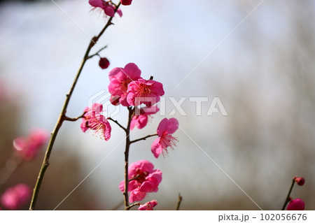 梅の花 一重寒紅 梅の花 一重寒紅 102056676