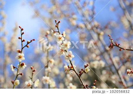 白梅の花　冬至 102056832