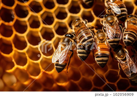 Macro View Of Honeybees Working Diligently...のイラスト素材 [102056909] - PIXTA