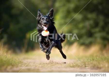 A playful, action shot of a dog happily catching a toy ball, capturing the canine's energy, agility, and love for playtime on white background. Generative AI 102057105