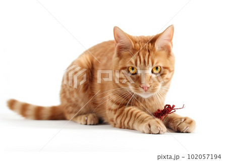 A playful, action shot of a cat capturing and chewing on a toy or snack, showcasing the feline's natural hunting instincts and the joy it finds in playtime, on white background. 102057194