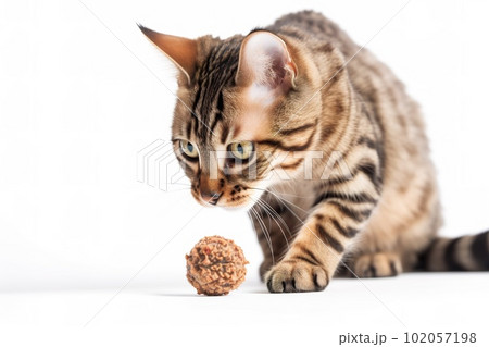 A playful, action shot of a cat capturing and chewing on a toy or snack, showcasing the feline's natural hunting instincts and the joy it finds in playtime, on white background. 102057198