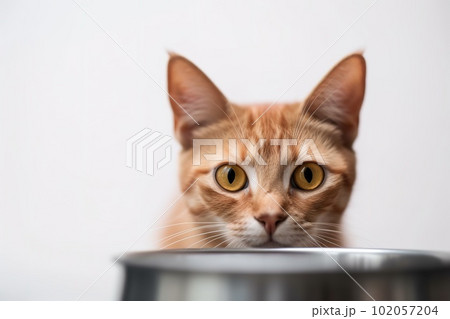 A close-up, adorable image of a cat happily munching on its favorite food or treats, with its whiskers and nose buried in the dish, set against a clean, on white background. Generative AI 102057204