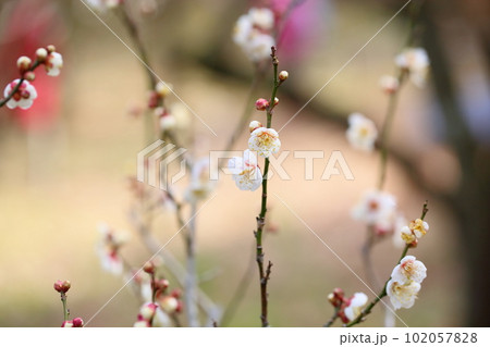 白梅の花 南高 白梅の花 南高 102057828