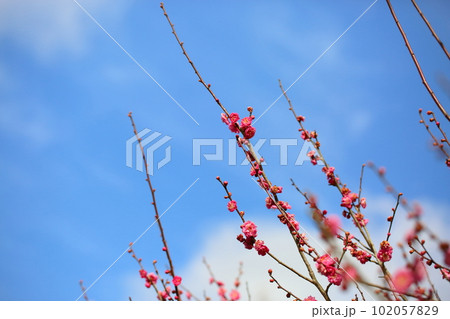 紅梅八重の花 紅梅八重の花 102057829