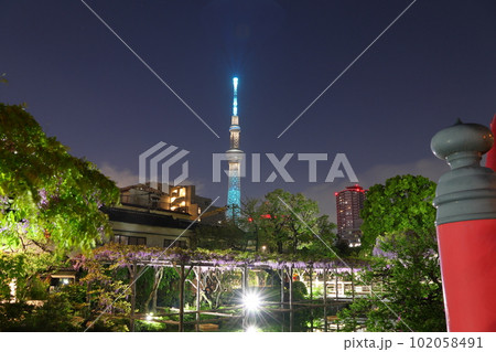亀戸天神社藤まつりライトアップと太鼓橋からのスカイツリー ふじ棚 藤の花 亀戸天神 東京都江東区亀戸 亀戸天神社藤まつりライトアップと太鼓橋からのスカイツリー ふじ棚 藤の花 亀戸天神 東京都江東区亀戸 102058491