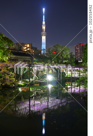 亀戸天神社藤まつりライトアップと太鼓橋からのスカイツリー ふじ棚 藤の花 亀戸天神 東京都江東区亀戸 亀戸天神社藤まつりライトアップと太鼓橋からのスカイツリー ふじ棚 藤の花 亀戸天神 東京都江東区亀戸 102058492