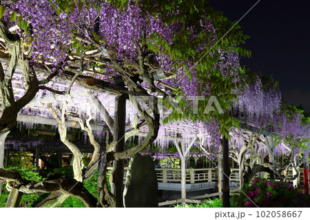 亀戸天神社藤まつりライトアップと太鼓橋 ふじ棚 藤の花 亀戸天神 東京都江東区亀戸 亀戸天神社藤まつりライトアップと太鼓橋 ふじ棚 藤の花 亀戸天神 東京都江東区亀戸 102058667