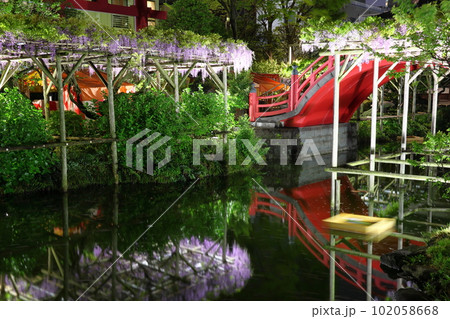亀戸天神社藤まつりライトアップと太鼓橋 ふじ棚 藤の花 亀戸天神 東京都江東区亀戸 亀戸天神社藤まつりライトアップと太鼓橋 ふじ棚 藤の花 亀戸天神 東京都江東区亀戸 102058668