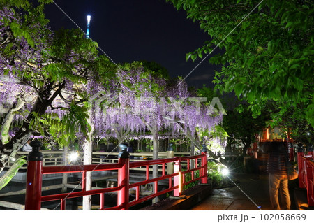 亀戸天神社藤まつりライトアップと太鼓橋 ふじ棚 藤の花 亀戸天神 東京都江東区亀戸 亀戸天神社藤まつりライトアップと太鼓橋 ふじ棚 藤の花 亀戸天神 東京都江東区亀戸 102058669