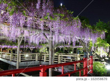 亀戸天神社藤まつりライトアップと太鼓橋 ふじ棚 藤の花 亀戸天神 東京都江東区亀戸 亀戸天神社藤まつりライトアップと太鼓橋 ふじ棚 藤の花 亀戸天神 東京都江東区亀戸 102058670