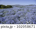 ネモフィラの丘 102058671