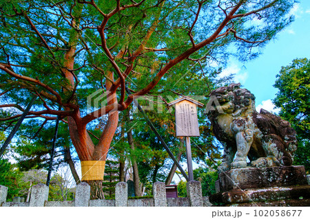 京都、北野天満宮の影向の松 102058677