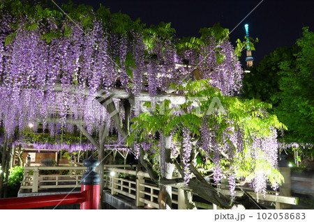 亀戸天神社の藤まつりライトアップ　ふじ棚　藤の花　亀戸天神　東京都江東区亀戸 102058683