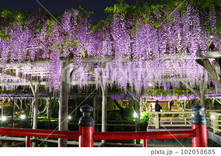 亀戸天神社の藤まつりライトアップ　ふじ棚　藤の花　亀戸天神　東京都江東区亀戸 102058685
