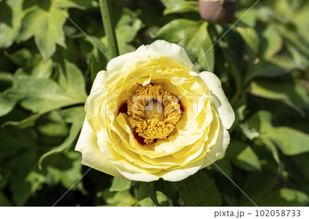 初夏の金蛇水神社外苑 牡丹園　花まつり　満開のぼたん　宮城県岩沼市 102058733
