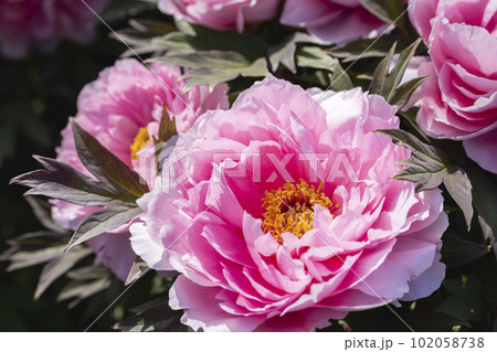 初夏の金蛇水神社外苑 牡丹園　花まつり　満開のぼたん　宮城県岩沼市 102058738