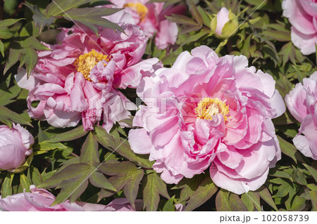 初夏の金蛇水神社外苑 牡丹園　花まつり　満開のぼたん　宮城県岩沼市 102058739