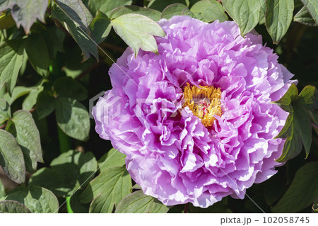 初夏の金蛇水神社外苑 牡丹園　花まつり　満開のぼたん　宮城県岩沼市 102058745