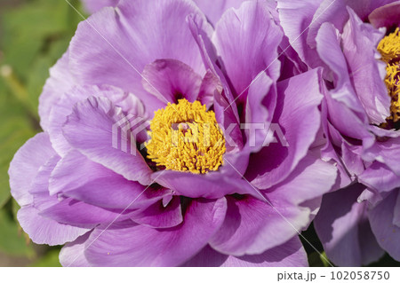 初夏の金蛇水神社外苑 牡丹園　花まつり　満開のぼたん　宮城県岩沼市 102058750