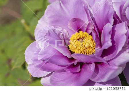 初夏の金蛇水神社外苑 牡丹園　花まつり　満開のぼたん　宮城県岩沼市 102058751
