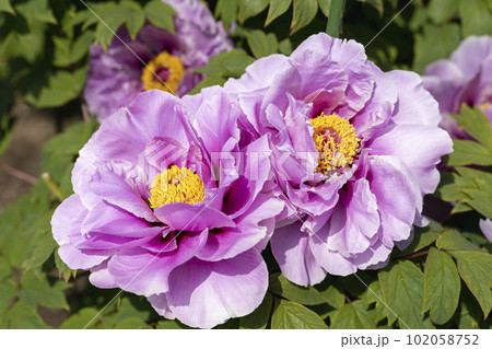 初夏の金蛇水神社外苑 牡丹園　花まつり　満開のぼたん　宮城県岩沼市 102058752