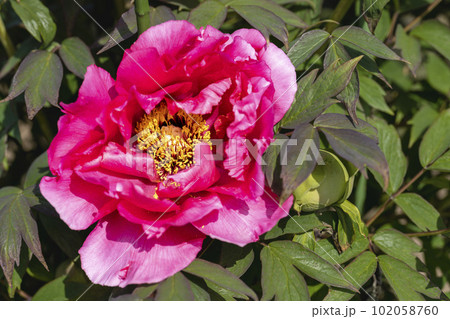 初夏の金蛇水神社外苑 牡丹園 花まつり 満開のぼたん 宮城県岩沼市 初夏の金蛇水神社外苑 牡丹園 花まつり 満開のぼたん 宮城県岩沼市 102058760