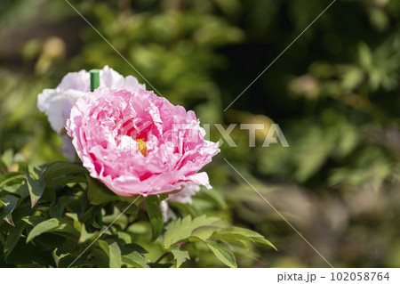 初夏の金蛇水神社外苑 牡丹園 花まつり 満開のぼたん 宮城県岩沼市 初夏の金蛇水神社外苑 牡丹園 花まつり 満開のぼたん 宮城県岩沼市 102058764